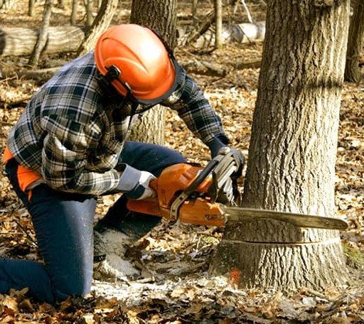 Tree Removal in Dublin, NH